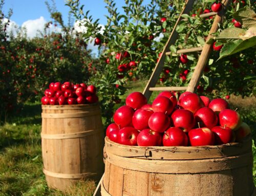 Enjoy a Family Outing for Apple Picking